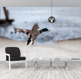 Image de Duck in flight